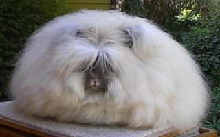 kelinci angora inggris