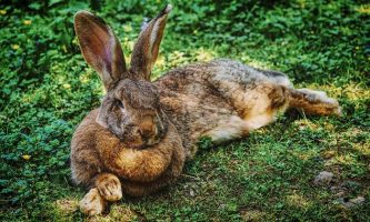kelinci flemish giant